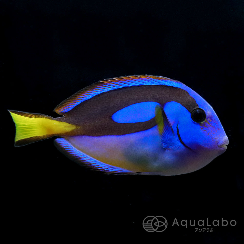 ハギ・アイゴ | アクアラボ/海水魚・サンゴ専門 オンラインショップ