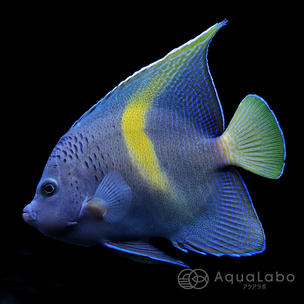 マクロスエンゼル 紅海産 (8-11cm±) fm-A240811 | アクアラボ/海水魚・サンゴ専門 オンラインショップ