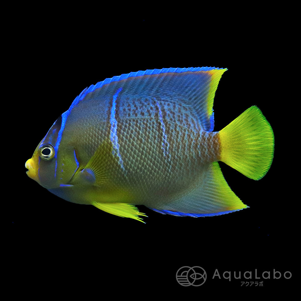 ブルーエンゼル カリブ産 (8-11cm±) fm-A270811 | アクアラボ/海水魚・サンゴ専門 オンラインショップ