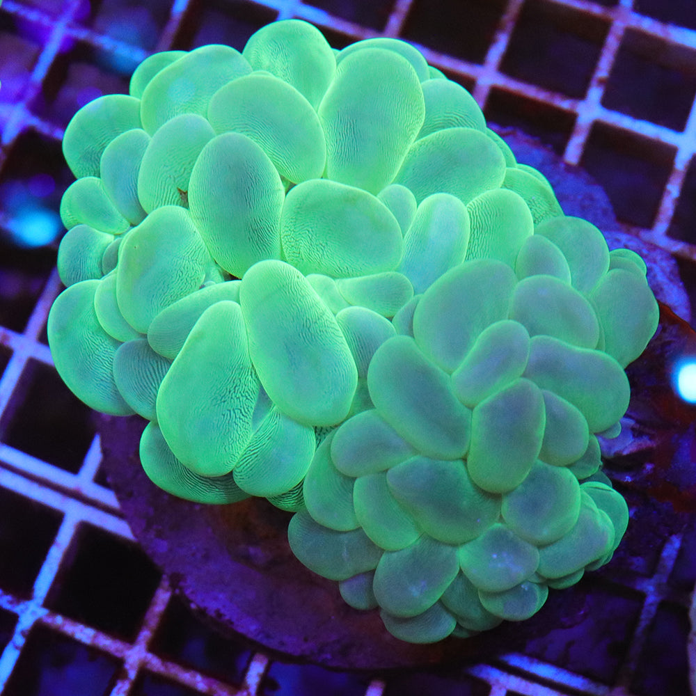バブルコーラル グリーン cm-C301025 | アクアラボ/海水魚・サンゴ専門 ...