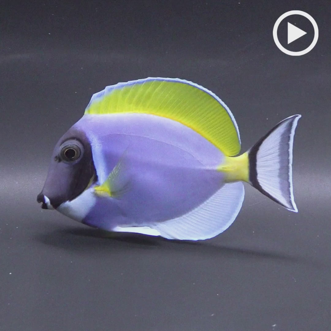 パウダーブルータン (8-11cm±) fm-A810811 | アクアラボ/海水魚
