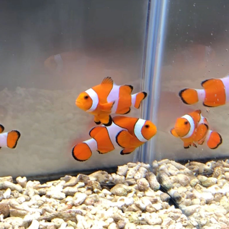初心者にも飼育しやすい海水魚