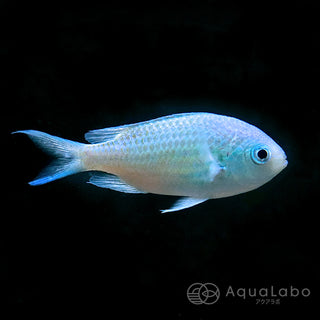 海水魚 | アクアラボ/海水魚・サンゴ専門 オンラインショップ