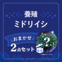 【2点セット】おまかせ ミドリイシ【ハイマツ or ウスエダ入り】cm-Z010101