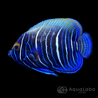 アデヤッコ 幼魚 (5-8cm±) fm-A040508