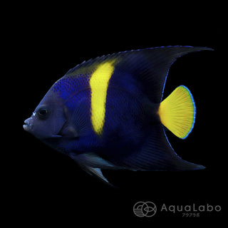 アズファーエンゼル 紅海産 (5-8cm±) fmｰA250508