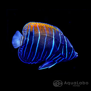 イナズマヤッコ 幼魚 (3-6cm±) fm-A50306