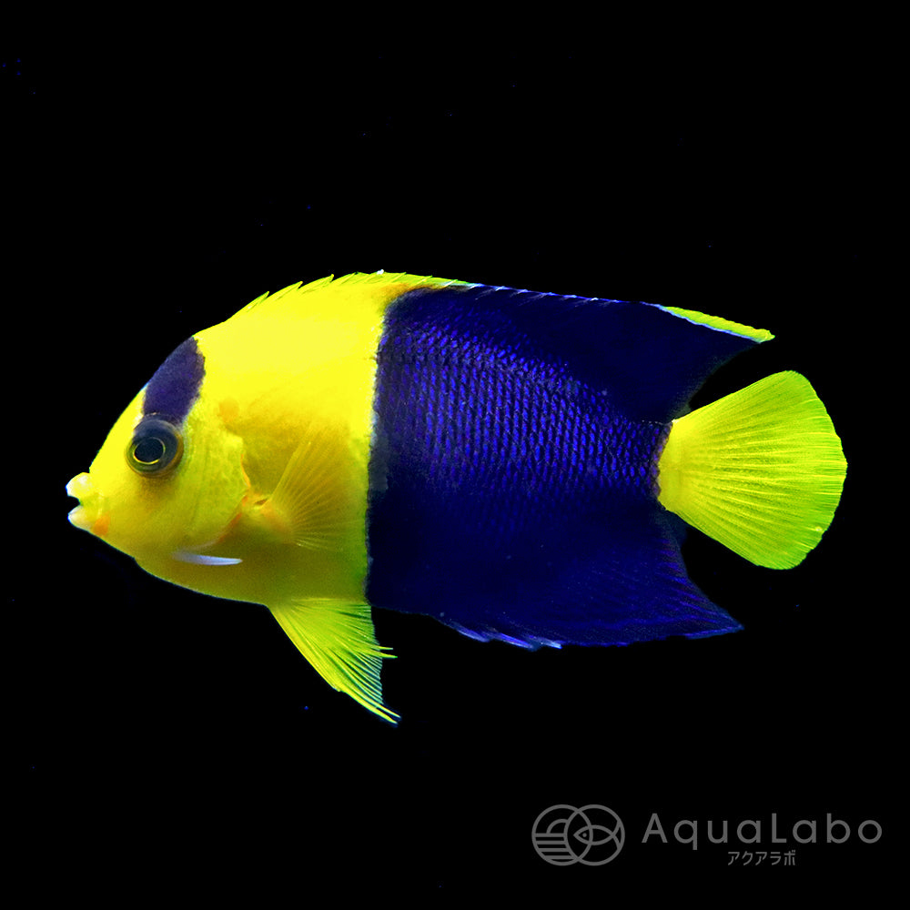 キンチャクダイ・ヤッコ | アクアラボ/海水魚・サンゴ専門