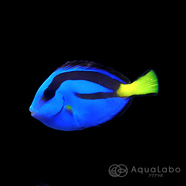 ナンヨウハギ (2-4cm±) fm-A830204 | アクアラボ/海水魚・サンゴ専門 オンラインショップ