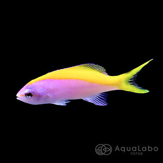 エバンスアンティアス (5-8cm) fmｰB870508