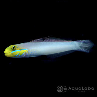 アカハチハゼ (5-10cm±) fm-C040510