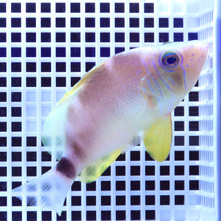 バターハムレット (13-15cm±) fm-F501315