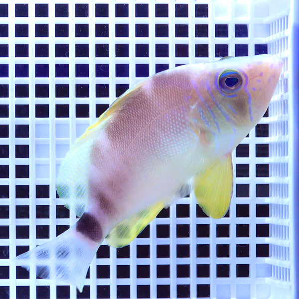 バターハムレット (13-15cm±) fm-F501315