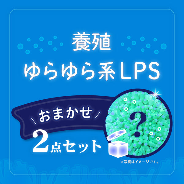 【2点セット】おまかせ LPS【ゆらゆら系】cm-Z030101