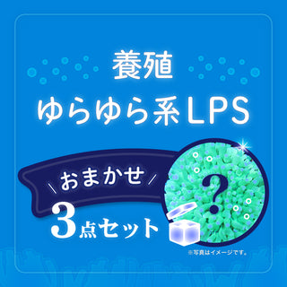 【3点セット】おまかせ LPS【ゆらゆら系】cm-Z040101