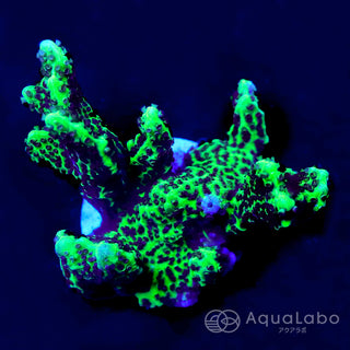 サンゴ | アクアラボ/海水魚・サンゴ専門 オンラインショップ