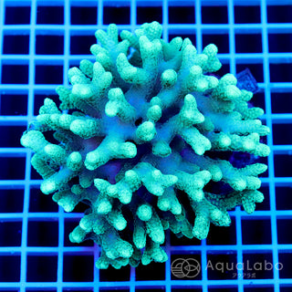 フトトゲサンゴ グリーン Lサイズ cm-B110229