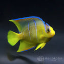 ブルーエンゼル カリブ産 (6-7cm±) fm-V020123