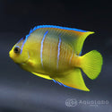 ブルーエンゼル カリブ産 (6-7cm±) fm-V020123