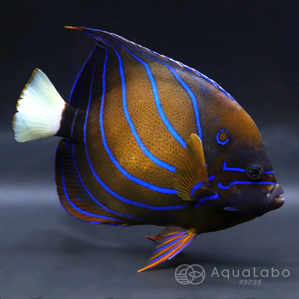 ワヌケヤッコ (18cm±)  fm-X020123