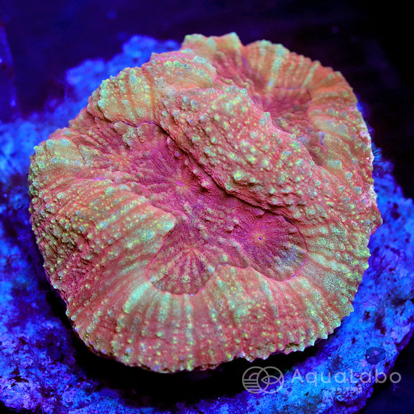 ダイノウサンゴ オレンジゴールド cm-Z060725