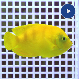 ヘラルドヤッコ (6-9cm±) fm-A600609